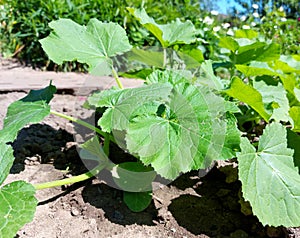 zucchini grow in the garden. green leaves of the plant. growing vegetables. gardening.