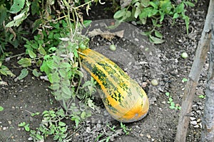 Zucchini growing in a vegetable garden. Zucchini farm en Cella photo