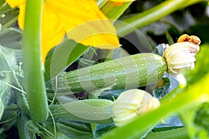 Zucchini grows in the garden