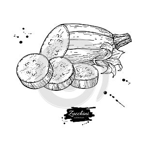 Zucchini hand drawn vector illustration. Isolated Vegetable engr