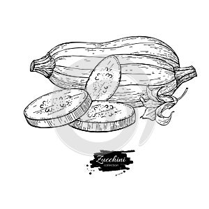 Zucchini hand drawn vector illustration. Isolated Vegetable engr