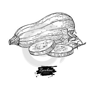 Zucchini hand drawn vector illustration. Vegetable engr