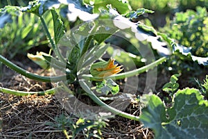 Zucchini and its flower in early summer in an ecological garden, cucurbita pepo