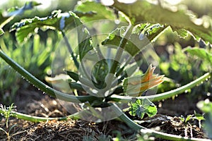 Zucchini and its flower in early summer in an ecological garden, cucurbita pepo