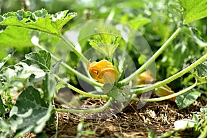 Zucchini and its flower in early summer in an ecological garden, cucurbita pepo