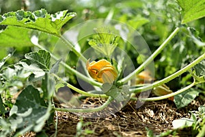 Zucchini and its flower in early summer in an ecological garden, cucurbita pepo