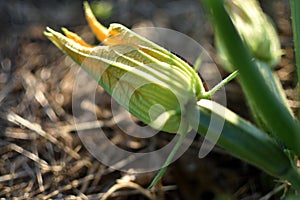 Zucchini and its flower in early summer in an ecological garden, cucurbita pepo