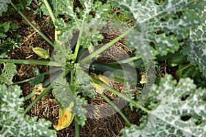 Zucchini and its flower in early summer in an ecological garden, cucurbita pepo