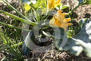 Zucchini and its flower in early summer in an ecological garden, cucurbita pepo