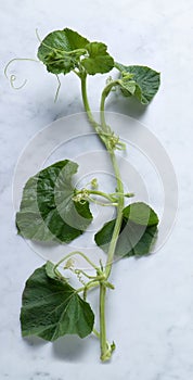 Zucchini Leaves from Sicily, Called `Tenerumi`