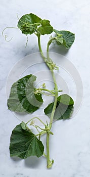 Zucchini Leaves from Sicily, Called `Tenerumi` photo