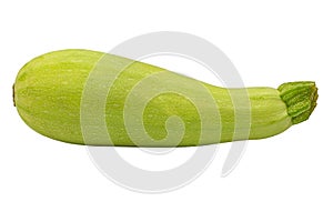 zucchini marrow isolated on white background. light variety of zucchini. Object for project and design