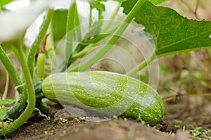 Zucchini photo