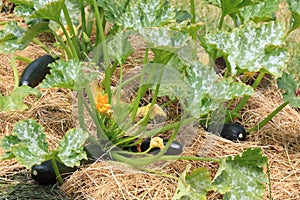 Zucchini in our organic permaculture garden with mulch