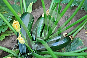 Zucchini plant