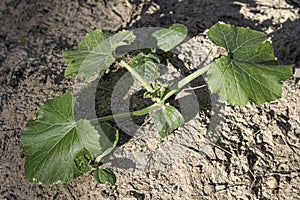 Zucchini plant in the afternoon sun