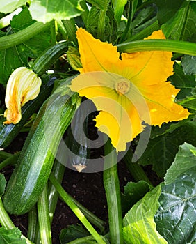 Zucchini plant. Zucchini flower. Green vegetable marrow growing