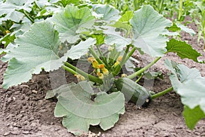 Zucchini plant. Zucchini flower. Green vegetable marrow growing on bush