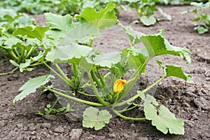 Zucchini plant. Zucchini flower. Green vegetable marrow growing on bush