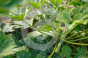 Zucchini plant. Zucchini flower. Green vegetable marrow growing on bush