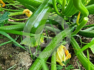 Zucchini plant in garden garden blooms and bears fruit in summer