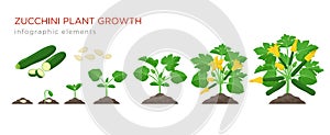 Zucchini plant growth from seed, sprout, flowering and mature plant with ripe fruits. Growing stages of squash vector