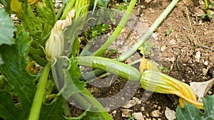 Zucchini plant on the soil fresh green flower