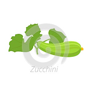 Zucchini plant. Zucchini or courgette plant. Vector illustration. Cucurbita pepo. On white background