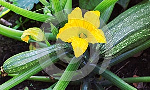 Zucchini plant. Zucchini flower.