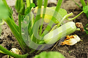 Zucchini plant. Zucchini flower. vegetable marrow growing on bus