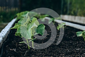 Zucchini plants growing in a raised bed in a garden in spring