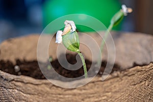 Zucchini seeding is transplanted into the ground after germination from seeds. Growing sustainable vegetables for vegans