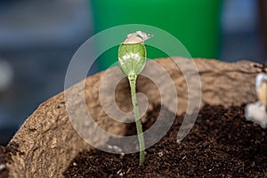 Zucchini seeding is transplanted into the ground after germination from seeds. Growing sustainable vegetables for vegans