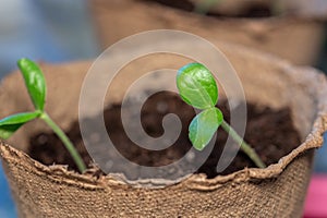 Zucchini seeding is transplanted into the ground after germination from seeds. Growing sustainable vegetables for vegans