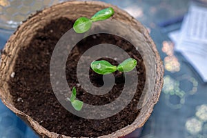 Zucchini seeding is transplanted into the ground after germination from seeds. Growing sustainable vegetables for vegans