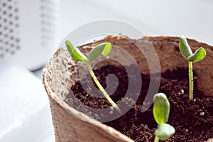 Zucchini seeding is transplanted into the ground after germination from seeds. Growing sustainable vegetables for vegans