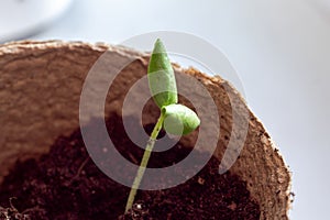 Zucchini seeding is transplanted into the ground after germination from seeds. Growing sustainable vegetables for vegans