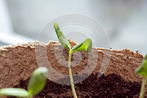 Zucchini seeding is transplanted into the ground after germination from seeds. Growing sustainable vegetables for vegans