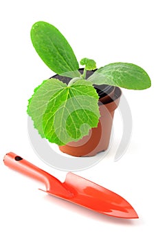 Zucchini seedling in flowerpot and garden shovel.