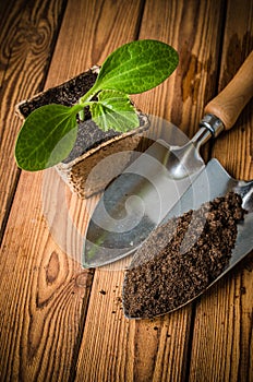 Zucchini seedling and garden tools, close-up