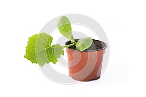 Zucchini seedling isolated on white background.