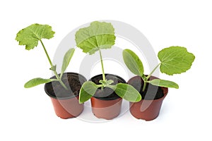 Zucchini seedlings isolated on white background.