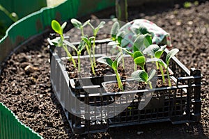 Zucchini seedlings in plastic container are ready for planting. Squash sprouts on garden bed. Gardening concept, springtime