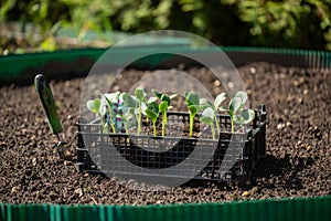 Zucchini seedlings in plastic container are ready for planting. Squash sprouts on garden bed. Gardening concept, springtime