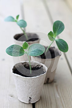 Zucchini sprouts