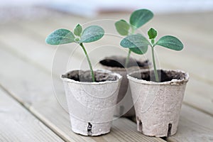 Zucchini sprouts