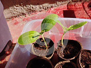 Zucchini Sprouts Growing From Biodegradable Starter Pots