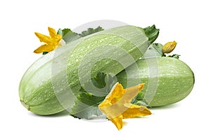 Zucchini squash flower leaves isolated on white background