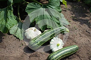 Zucchini and squash are in the garden. Harvesting, gardening. The photo