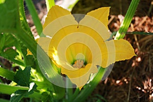 Zucchini Squash plant with flower in the garden.